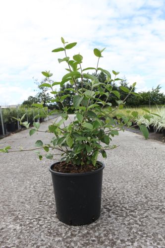 [P] Viburnum macrocephalum HAPPY® 'Fortuna' cont. 12L 50-60 cm +ф
