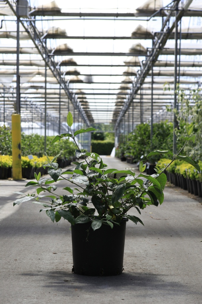 Viburnum macrocephalum HAPPY® 'Fortuna' cont. 12L 50-60 cm +p