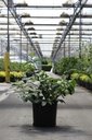 Viburnum macrocephalum HAPPY® 'Fortuna' cont. 12L 50-60 cm +p