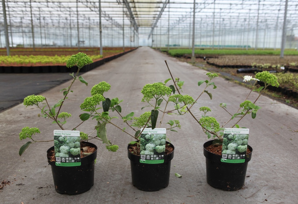 Viburnum macrocephalum HAPPY® 'Fortuna' cont. 3,6L 30-40 cm +p