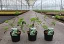 Viburnum macrocephalum HAPPY® 'Fortuna' cont. 3,6L 30-40 cm +p