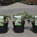 Viburnum macrocephalum HAPPY® 'Fortuna' cont. 3,6L 30-40 cm +p