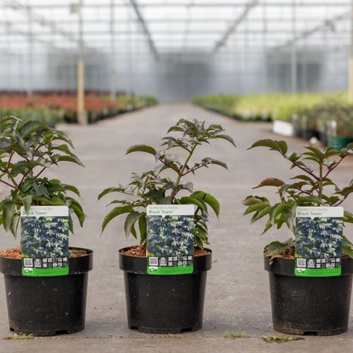 [P] Sambucus nigra BLACK TOWER (PBR) cont. 3,6L 40/+ cm +ф