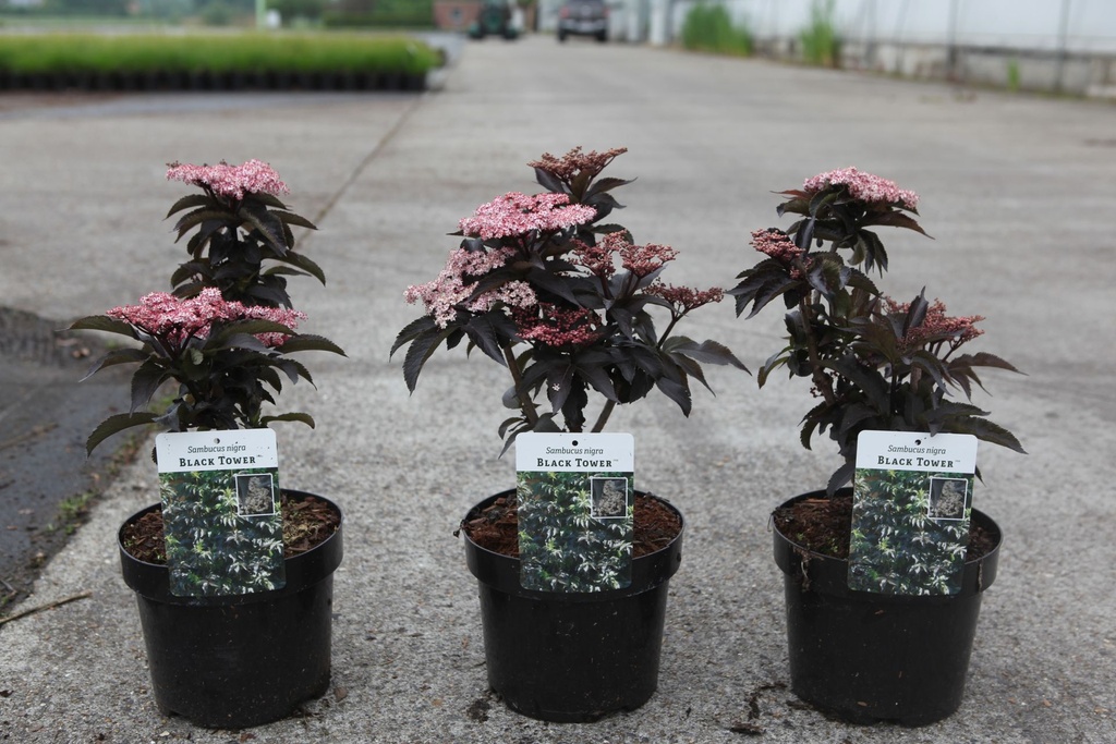 Sambucus nigra BLACK TOWER (PBR) cont. 3,6L 40/+ cm +B