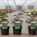 Sambucus nigra BLACK TOWER (PBR) cont. 3,6L 40/+ cm +B