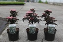 Sambucus nigra BLACK TOWER (PBR) cont. 3,6L 40/+ cm +B
