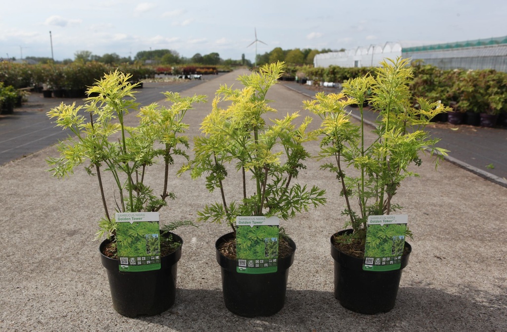 Sambucus nigra GOLDEN TOWER (PBR) cont. 3,6L 30-40 cm +B