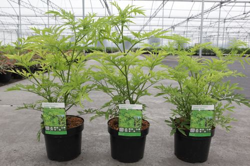 [P] Sambucus nigra GOLDEN TOWER (PBR) cont. 3,6L 30-40 cm +p