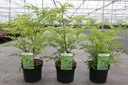 Sambucus nigra GOLDEN TOWER (PBR) cont. 3,6L 30-40 cm +ф