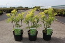 Sambucus nigra GOLDEN TOWER (PBR) cont. 3,6L 30-40 cm +B