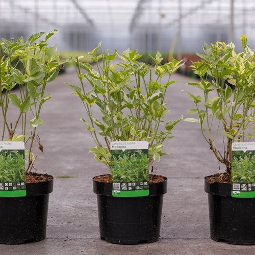 [P] Sambucus nigra 'Madonna' cont. 3,6L 30-40 cm +p