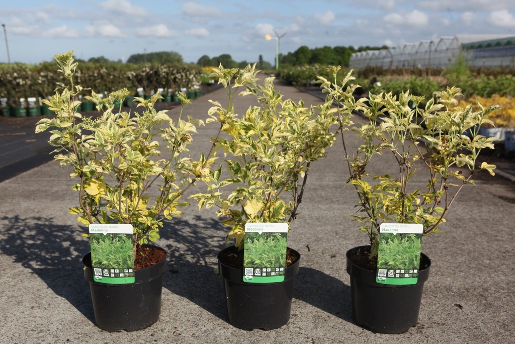 Sambucus nigra 'Madonna' cont. 3,6L 30-40 cm +p