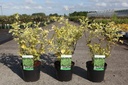 Sambucus nigra 'Madonna' cont. 3,6L 30-40 cm +ф