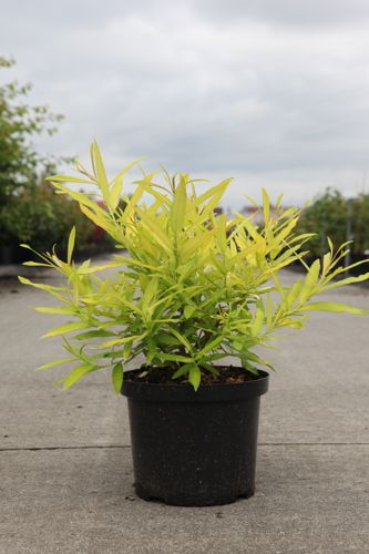 [P] Salix sachalinensis 'Golden Sunshine' (PBR) cont. 5L 60-80 cm +B