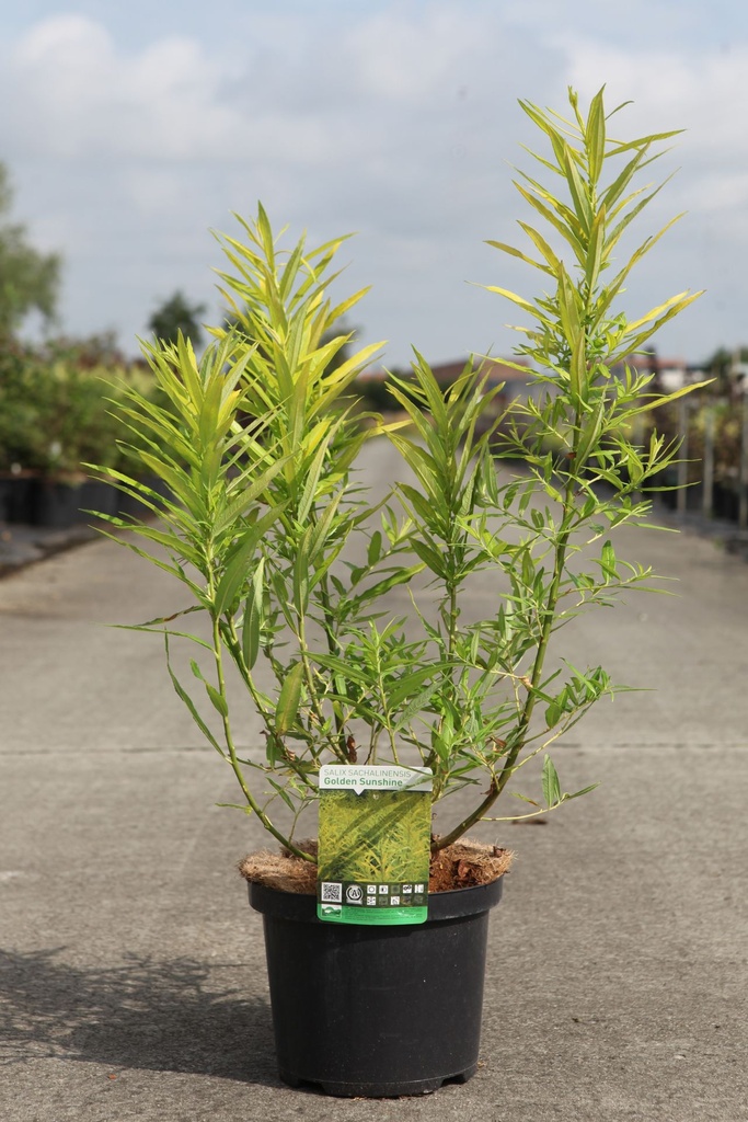 [P] Salix sachalinensis 'Golden Sunshine' (PBR) cont. 5L 60-80 cm +B