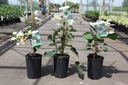 Schizophragma hydrangeoides 'Rose Sensation®' cont. 3L hoog 60-80 cm +f