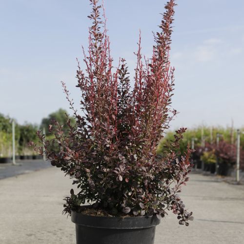 Berberis thunbergii 'Rosy Rocket' (PBR) cont. 10L 50-60 cm +ф