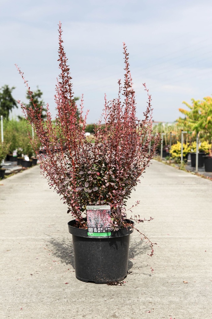 Berberis thunbergii 'Rosy Rocket' (PBR) cont. 10L 50-60 cm +ф