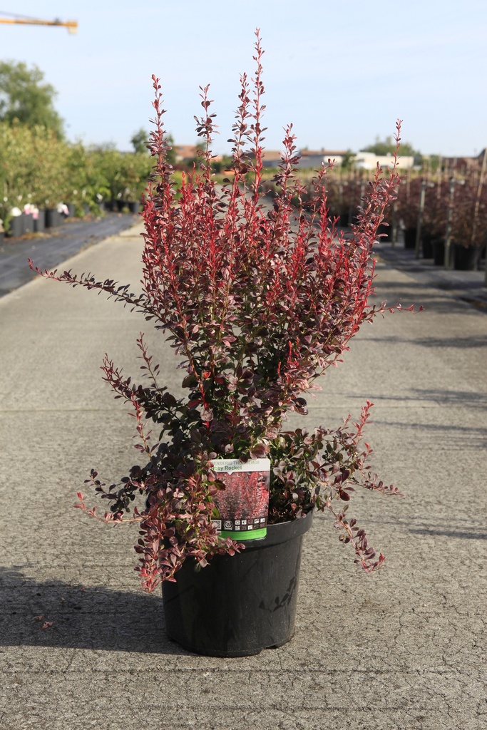 [P] Berberis thunbergii 'Rosy Rocket' (PBR) cont. 10L 50-60 cm +B