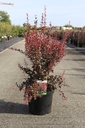Berberis thunbergii 'Rosy Rocket' (PBR) cont. 10L 50-60 cm +f