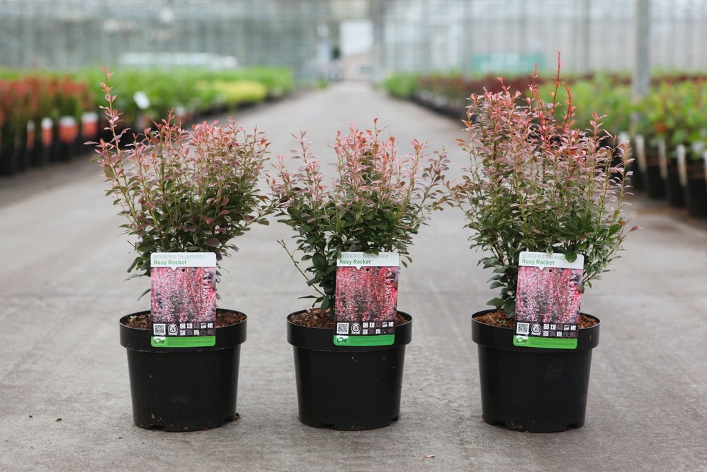 [P] Berberis thunbergii 'Rosy Rocket' (PBR) cont. 3,6L 30-40 cm +p