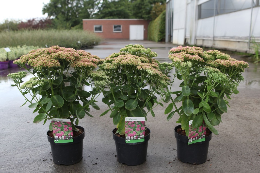 Sedum 'Herbstfreude' cont. 3,6L +p