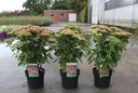 Sedum 'Herbstfreude' cont. 3,6L +p