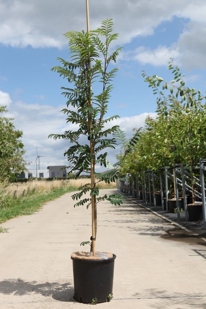 [P] Sorbus aucuparia 'Sheerwater Seedling' cont. 12L 175-200 cm feathered +p