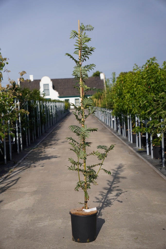 [P] Sorbus aucuparia 'Sheerwater Seedling' cont. 12L 175-200 cm spil +f