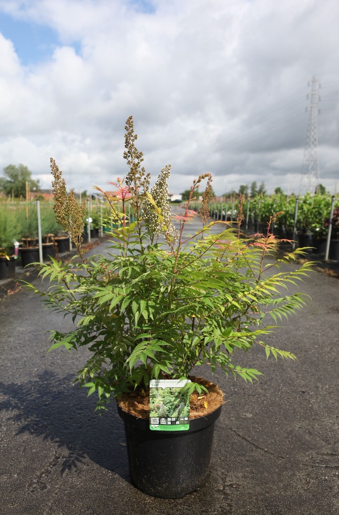 Sorbaria sorbifolia 'Sem' (PBR) cont. 10L 60-80 cm +ф