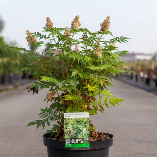 [P] Sorbaria sorbifolia 'Sem' (PBR) cont. 10L 60-80 cm +B