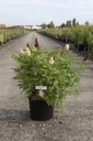 Sorbaria sorbifolia 'Sem' (PBR) cont. 10L 60-80 cm +f