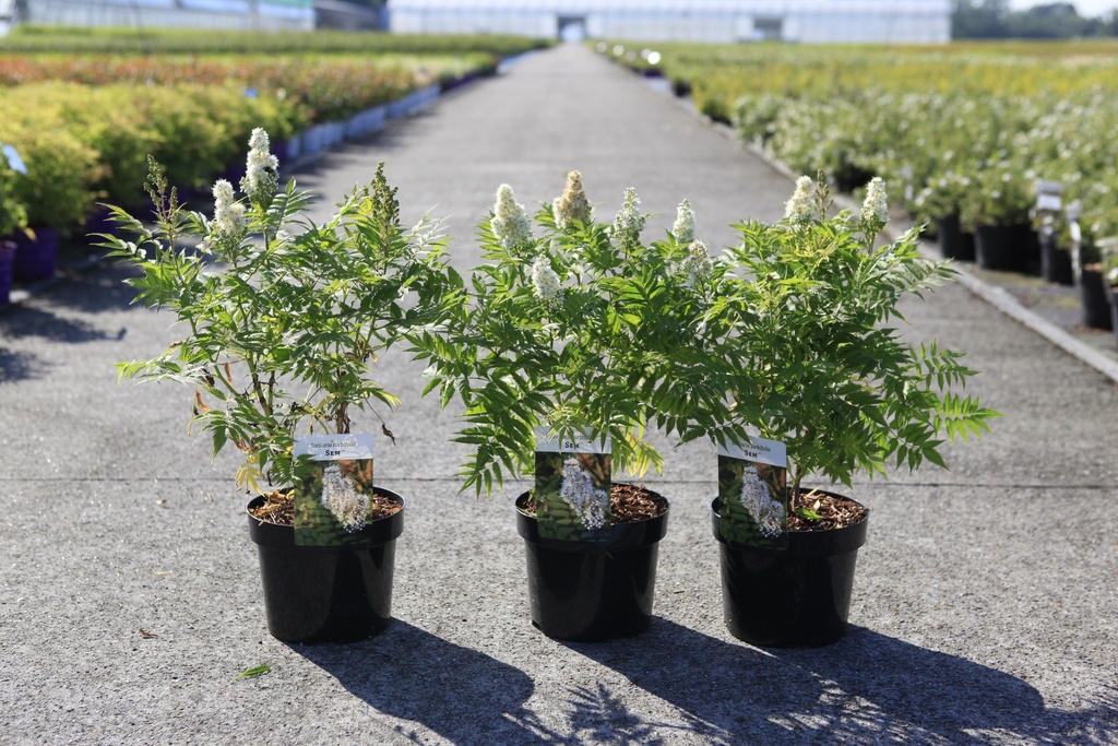 Sorbaria sorbifolia 'Sem' (PBR) Kont. 3,6L 40/+ cm +B