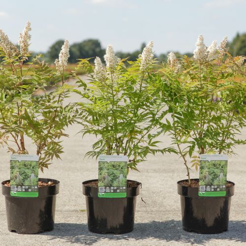 Sorbaria sorbifolia 'Sem' (PBR) cont. 3,6L 40/+ cm +p