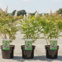 Sorbaria sorbifolia 'Sem' (PBR) cont. 3,6L 40/+ cm +p