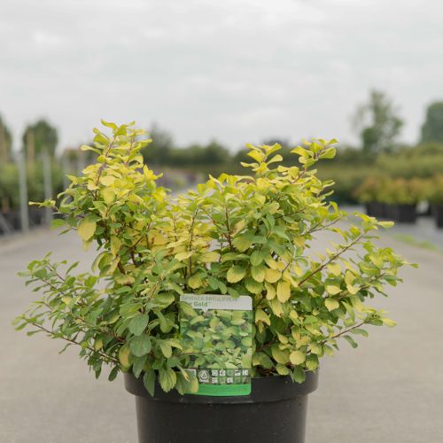 [P] Spiraea betulifolia 'Tor Gold' (PBR) cont. 10L 40-50 cm +B