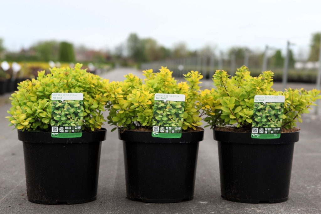 Spiraea betulifolia 'Tor Gold' (PBR) cont. 10L 40-50 cm +B