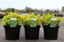 Spiraea betulifolia 'Tor Gold' (PBR) cont. 10L 40-50 cm +B