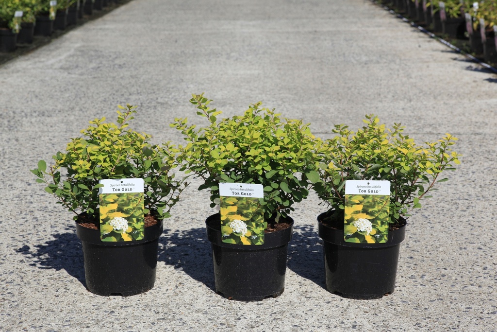 [P] Spiraea betulifolia 'Tor Gold' (PBR) cont. 3,6L 25-30 cm +f