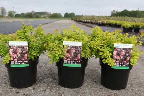 Spiraea betulifolia 'Tor Gold' (PBR) cont. 3,6L 25-30 cm +p