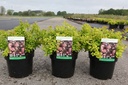 Spiraea betulifolia 'Tor Gold' (PBR) cont. 3,6L 25-30 cm +p