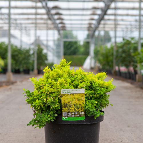 [P] Berberis thunbergii 'Tiny Gold' (PBR) cont. 10L 30-40 cm +B
