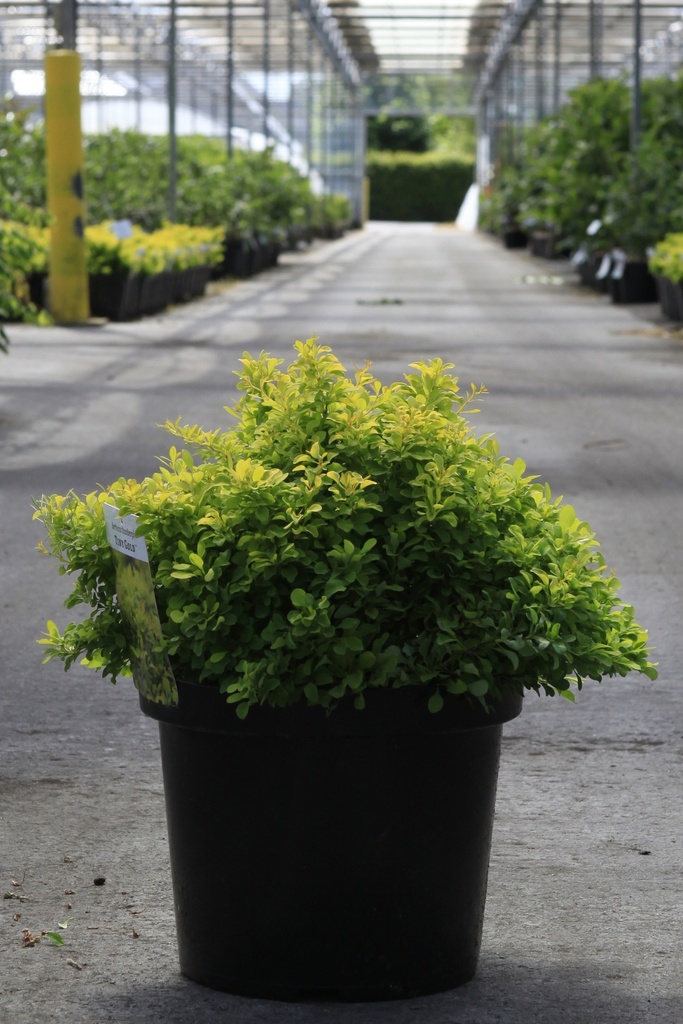 Berberis thunbergii 'Tiny Gold' (PBR) cont. 10L 30-40 cm +B