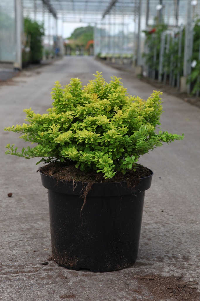 Berberis thunbergii 'Tiny Gold' (PBR) cont. 10L 30-40 cm +p