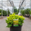 Berberis thunbergii 'Tiny Gold' (PBR) cont. 10L 30-40 cm +p