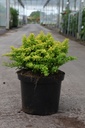 Berberis thunbergii 'Tiny Gold' (PBR) cont. 10L 30-40 cm +p