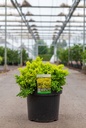 Berberis thunbergii 'Tiny Gold' (PBR) cont. 10L 30-40 cm +p