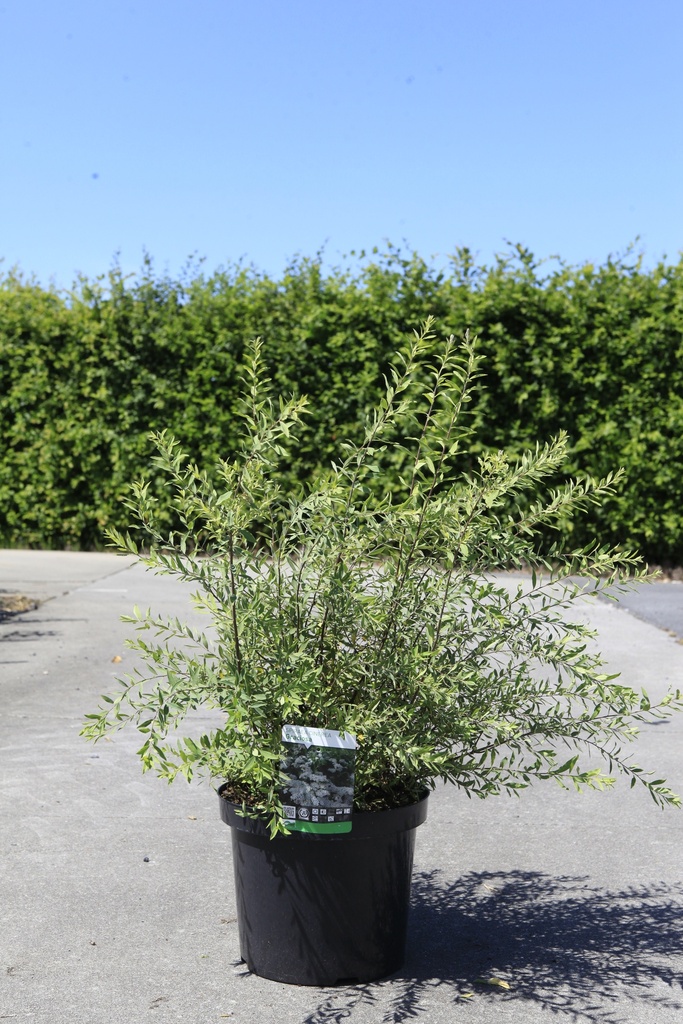Spiraea cinerea 'Graciosa' Kont. 10L 60-80 cm +B