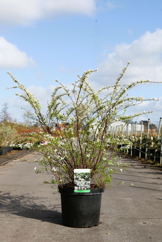 Spiraea cinerea 'Graciosa' cont. 10L 60-80 cm +ф