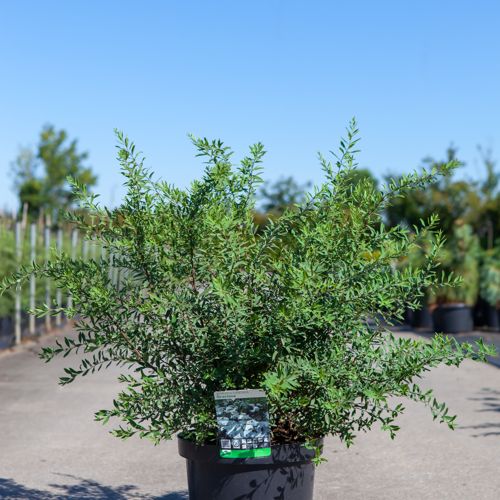 [P] Spiraea cinerea 'Graciosa' cont. 10L 60-80 cm +p